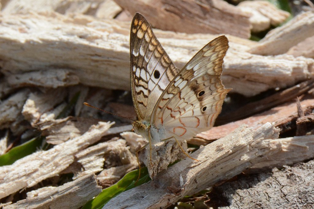 199 2015-01109590 Loxahatchee NWR, FL.JPG - White Peacock (Anartia jatrophae). Butterfly. Loxahatchee National Wildlife Refuge, FL, 1-10-2015